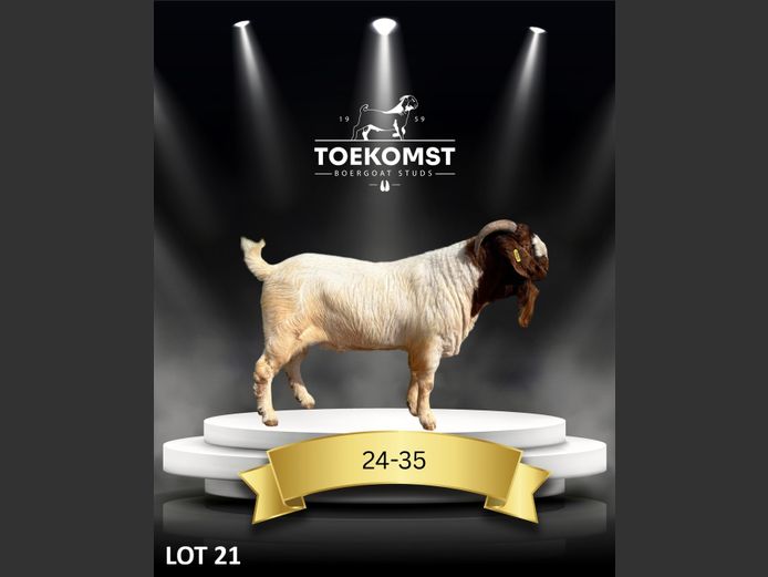 175240035 | TOEKOMST BOERGOAT STUDS