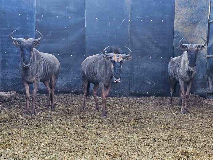 BLUE WILDEBEEST | AYLESHAM TRUST