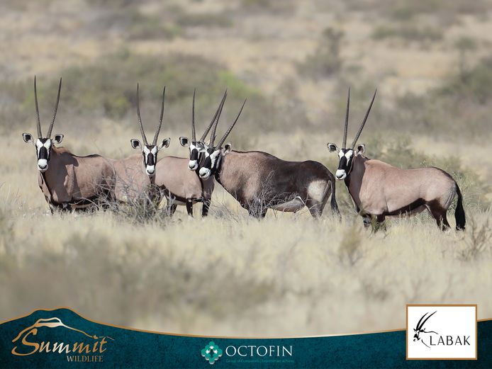 SADDLEBACK SPLIT ORYX COWS