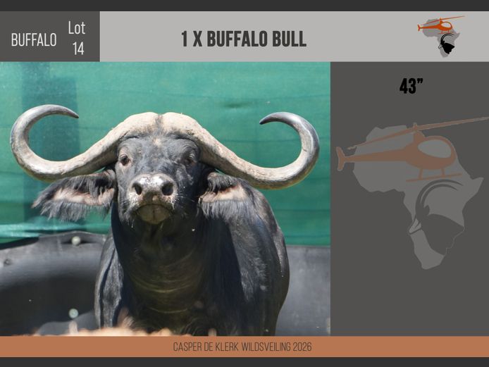 Buffalo – 43"