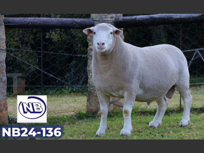 NB240136 | NOVA BARLETTA BOERDERY