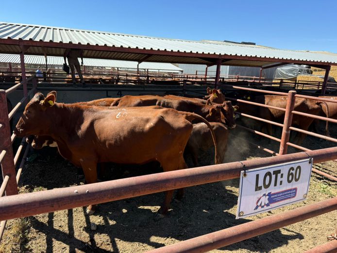 Commercial Animals | Mac Farms