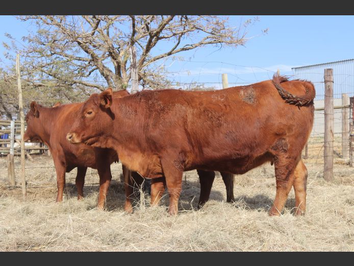 Pregnant Heifers