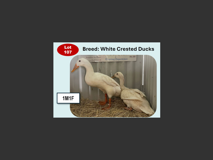 WHITE CRESTED DUCKS | ANNUAL MYTILUS AND ELOFF