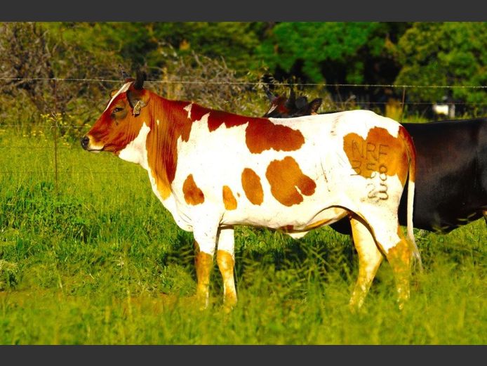 NRF 230358 | NORTHFIELD