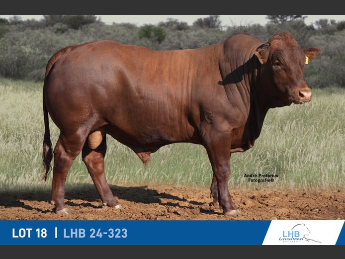 LHB240323 | LEEUHEUWEL BOERDERY (EDMS) BPK