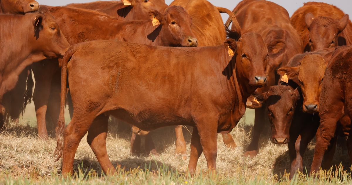 Lot 18 | PRESTIGE AANTEELVEILING | SwiftVEE | South Africa’s Leading ...