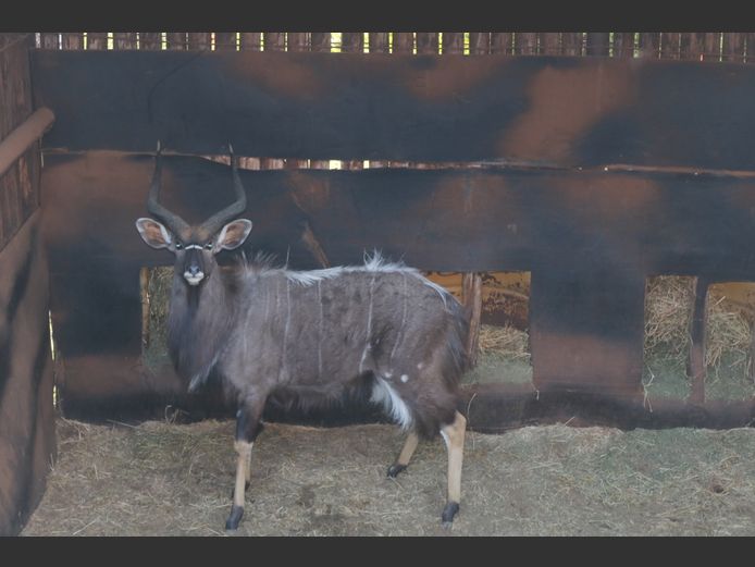 Njala