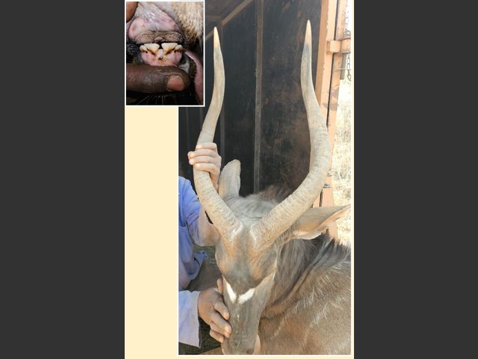NYALA