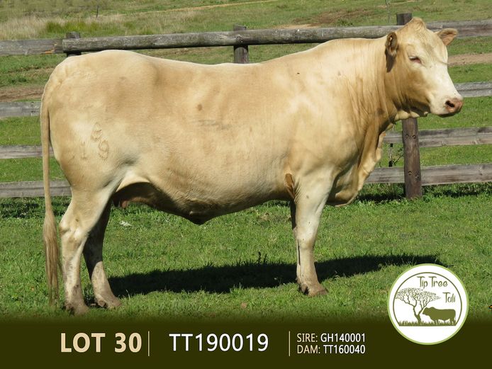 TT190019 | S.T.R. MAINSSHEARD