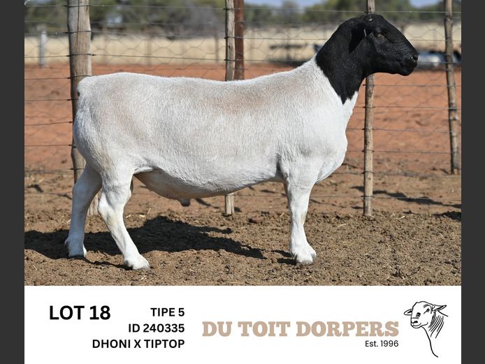 240335 | DU TOIT DORPERS