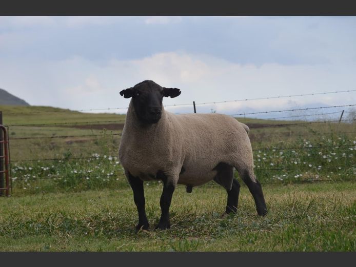 301 240146 | TWEESEUNS