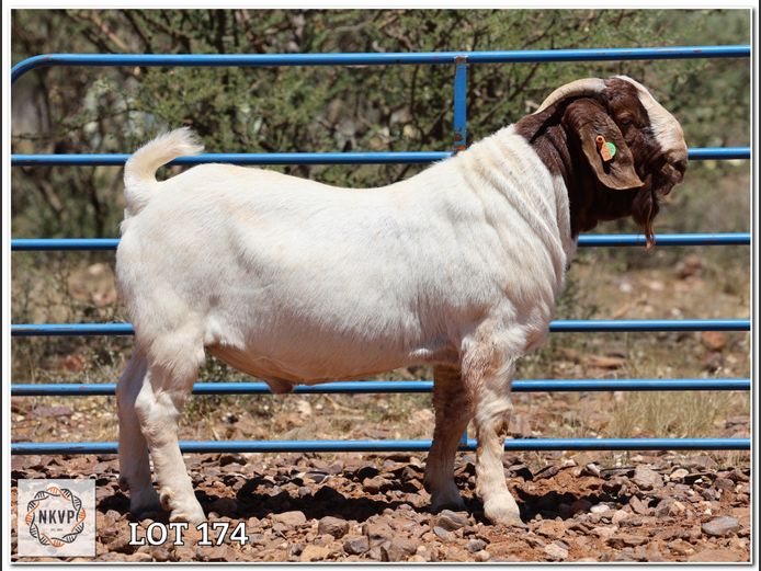 1093 24 0062 | DK BOERDERY