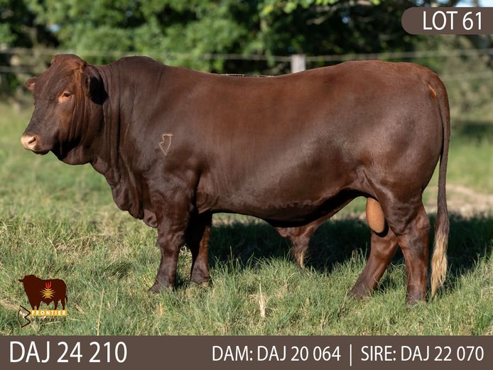 DAJ 240210 | J.D. STIRK