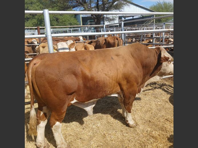 BULL | DOLL FARMING PREMIUM AUCTION