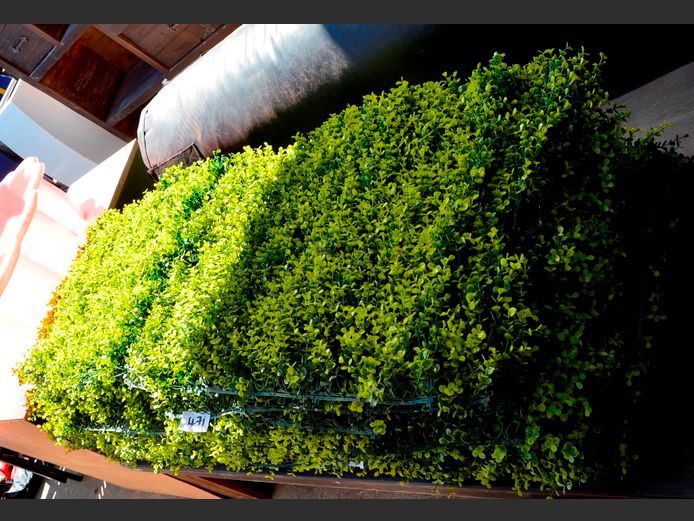 LOT: EVERLASTING PLANTS