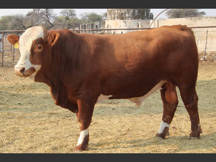 TG22113 | GUNZEL SIMMENTALER