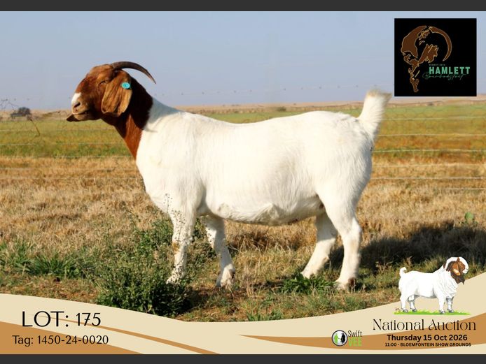 1450-24-0020 | Hamlett Boerbokstoet