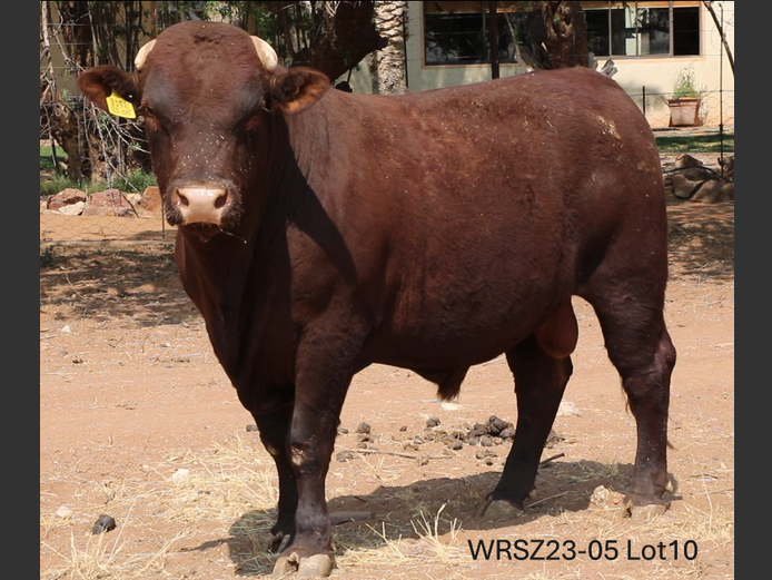 WRSZ230005 | DANCEL SUSSEX