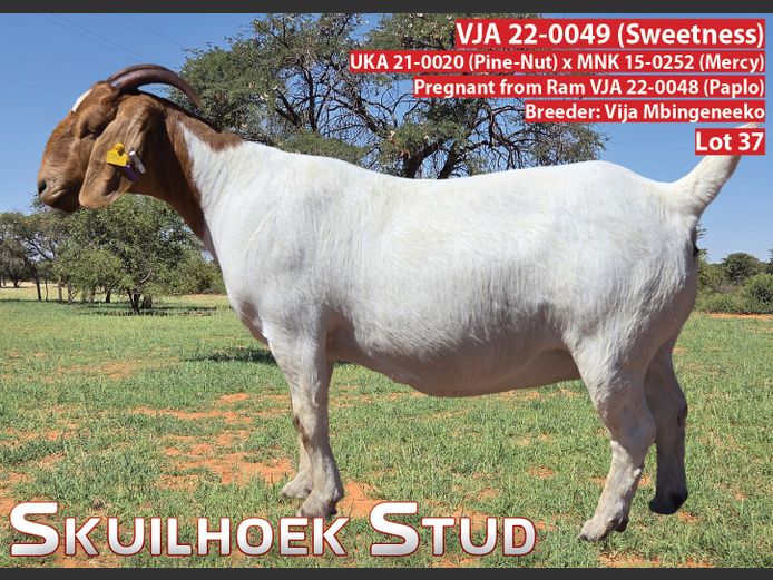 VJA 22-0049 (SWEETNESS) | VIJA MBINGENEEKO