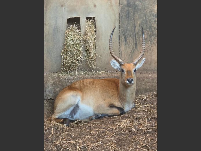 LECHWE | MORGAN FARMSTEAD