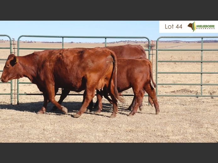 Kommersiële Vroulike Diere