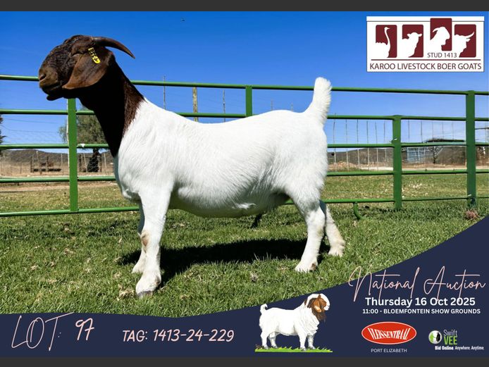 1413-24-229 | Gerrie Ferreira (Karoo Livestock Stud)
