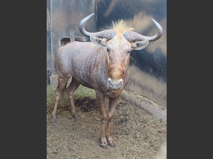 GOUE WILDEBEES | 258 FARMS