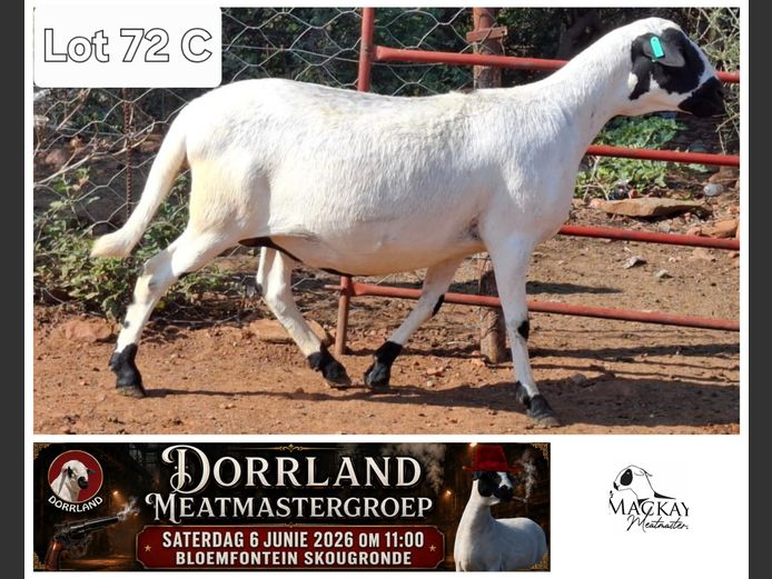 MMM 24-14 | Mackay Meatmasters