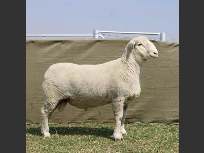 CVM 240100 | KALKVLEY DORMERS