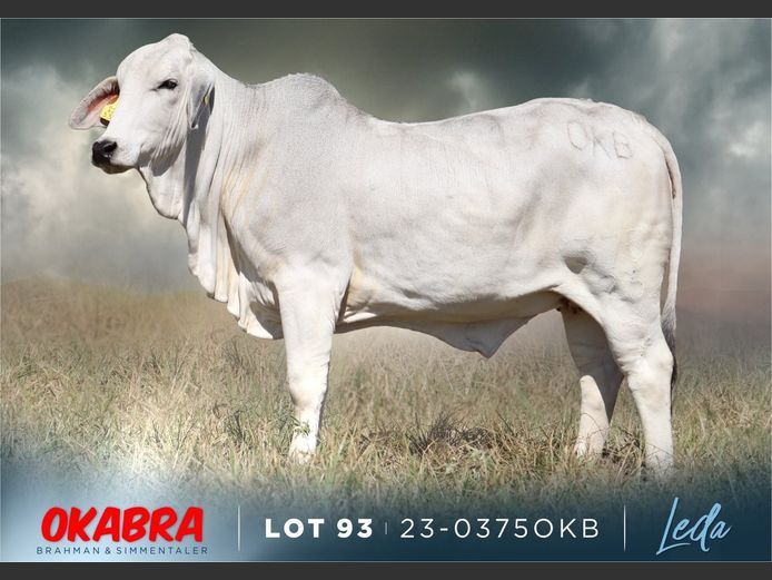 23-0375 OKB | OKABRA BRAHMAN