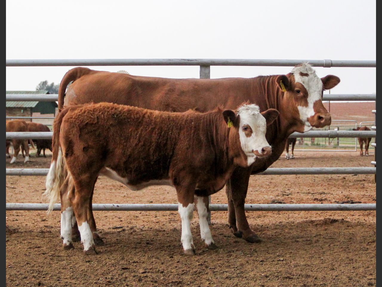 images