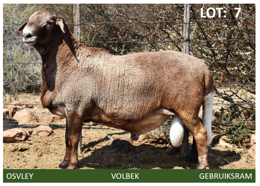 Lot 7 | ELANDSNEK MEATMASTER PRODUKSIEVEILING | SwiftVEE | Livestock ...