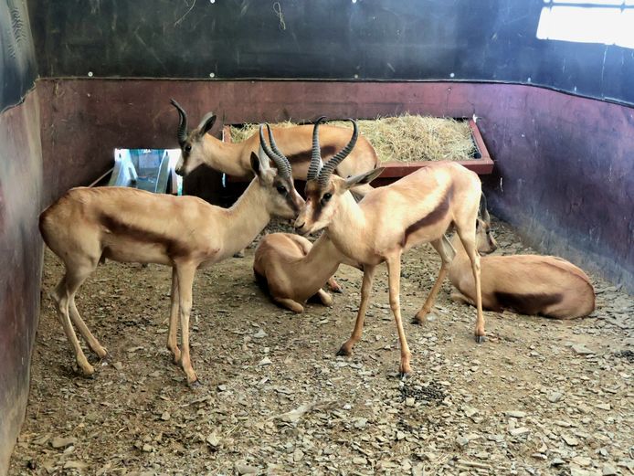 KOPER SPRINGBOK | AJ WIID