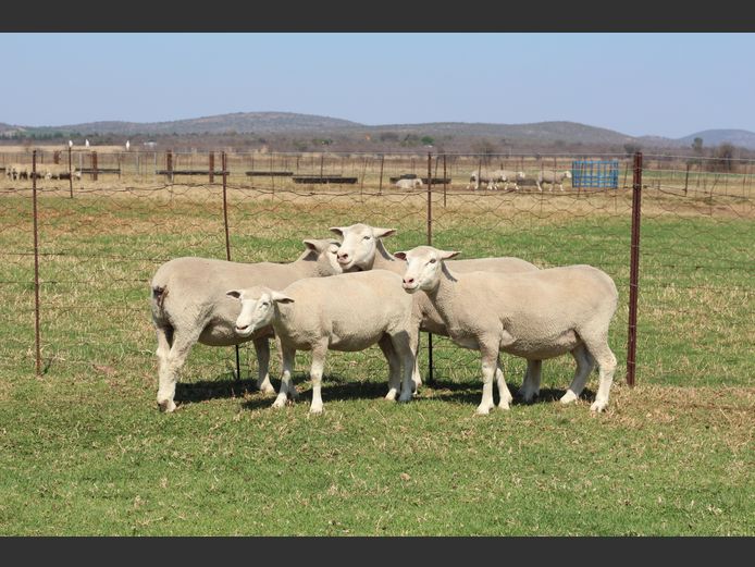 Commercial Animals | Thaba Kwena Dormers