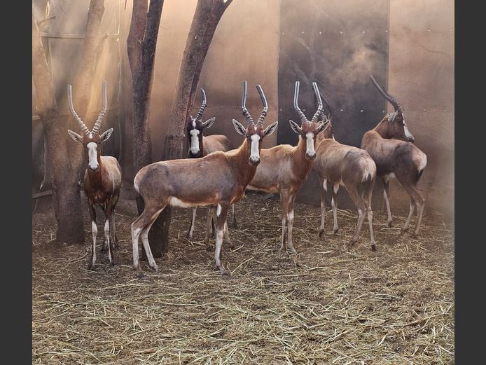 BLESBUCK | HUGOMOD