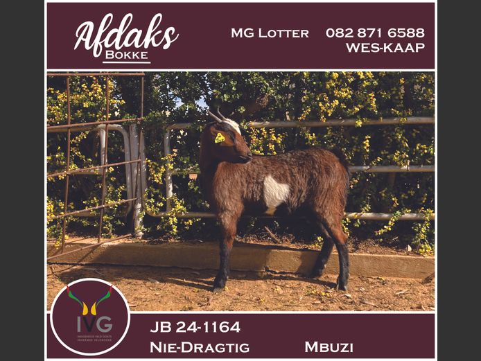 JB 24 -1164 | Afdaks Bokke, Mg Lotter -SA Goat Genetics