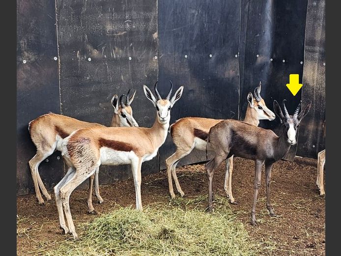 BLACK SPRINGBUCK | R.A.H. WILD