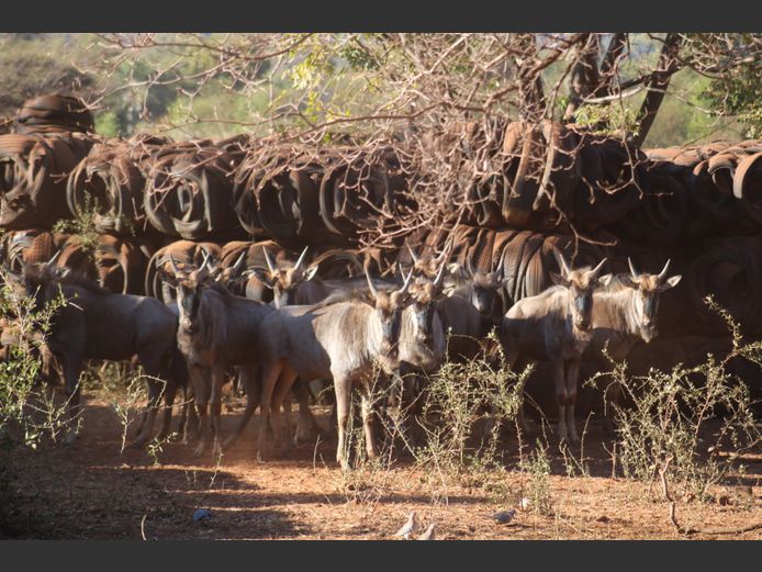 Blouwildebees
