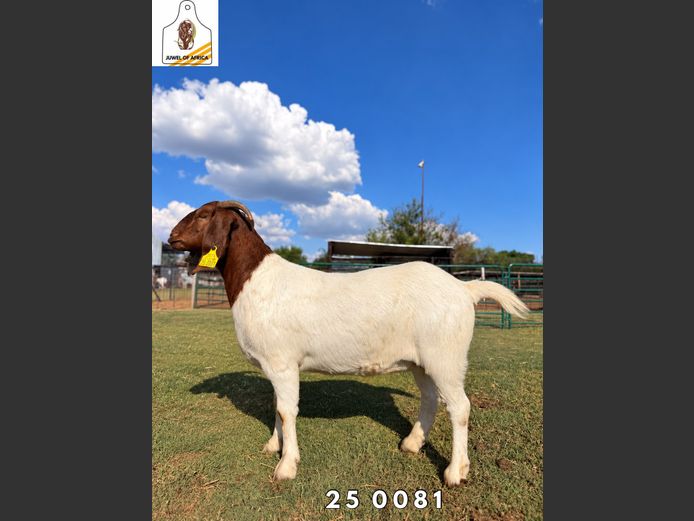 2174 25-0081 | Juwel of Africa