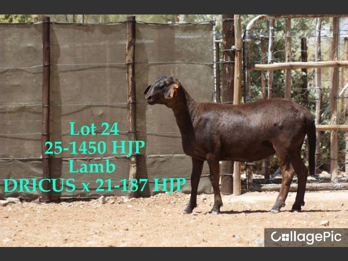 25-1450 HJP | 25-1459 HJP | SORENTO MEATMASTERS