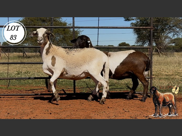 Ewes | Klipput Meatmasters