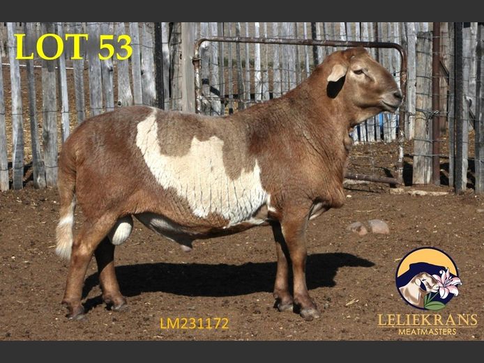 LM 23 1172 | AANGETEKEN | Piet de Lange - Leliekrans Meatmasters