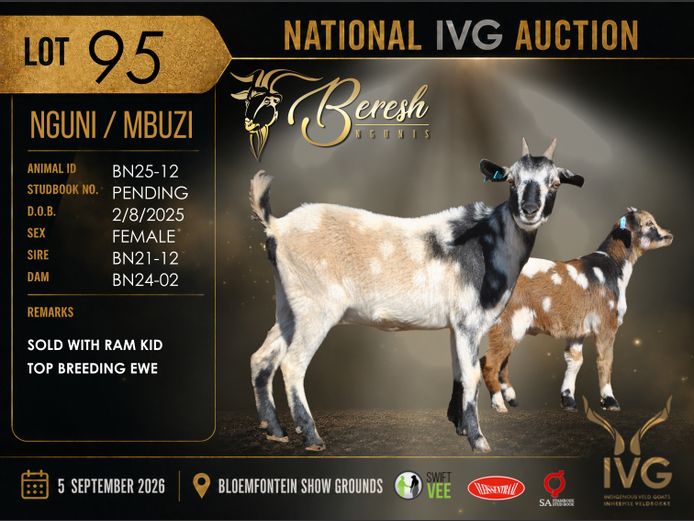 BN25-12 | BERESH NGUNI STUD