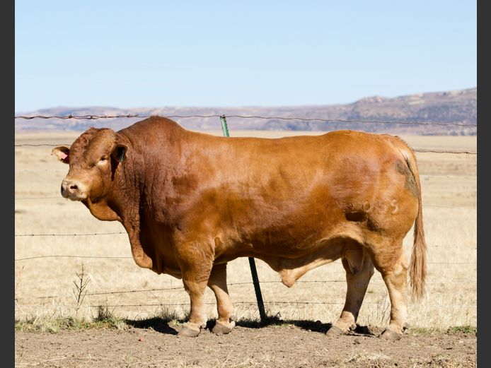 Lot 6 | 26STE NASIONALE BEEFMASTER VEILING | SwiftVEE | South Africa’s ...