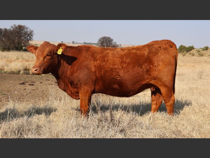 GBB244 | GOEDGENOEG BOERDERY PTY LTD