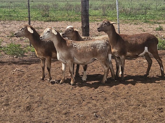 Ooie | GF Van Rooyen