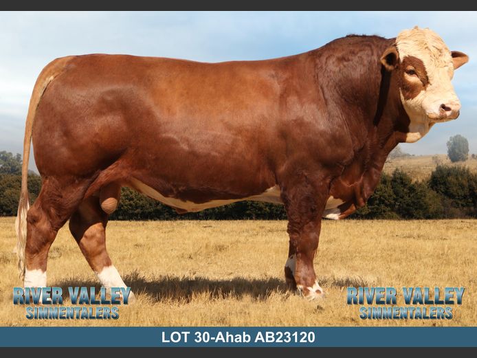 AB23120 | PA ABRAHAMSE