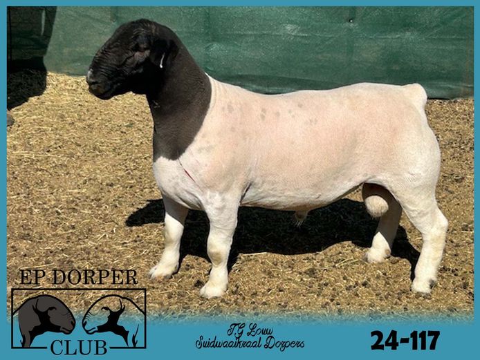 24-117 | JG Louw - Suidwaaikraal Dorpers