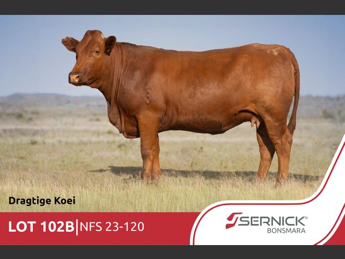 NFS 230120 | SERNICK BONSMARA STOET